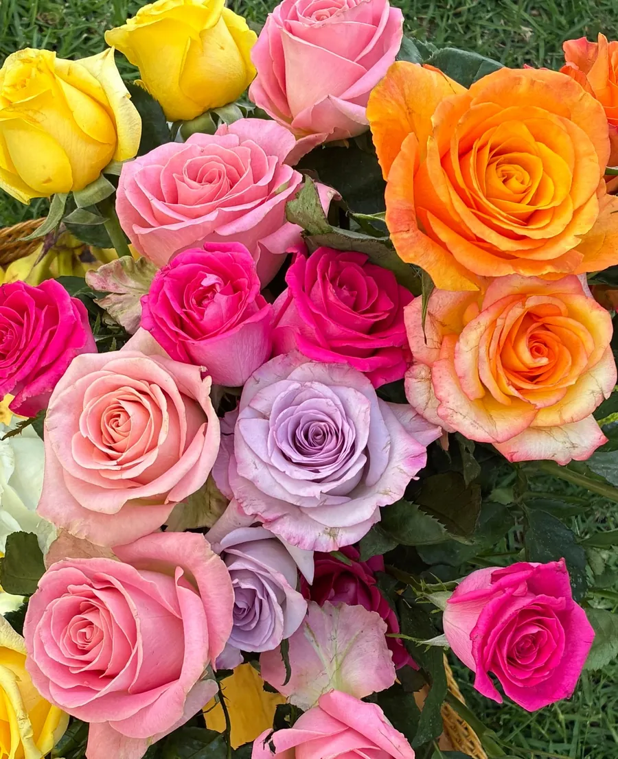 A bouquet of pink, orange, yellow and lavender roses