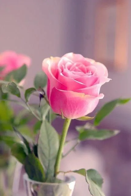 A pink rose